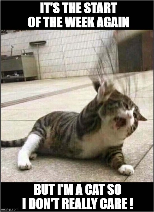 Monday Mornings | IT'S THE START OF THE WEEK AGAIN; BUT I'M A CAT SO I DON'T REALLY CARE ! | image tagged in cats,monday mornings,carefree | made w/ Imgflip meme maker