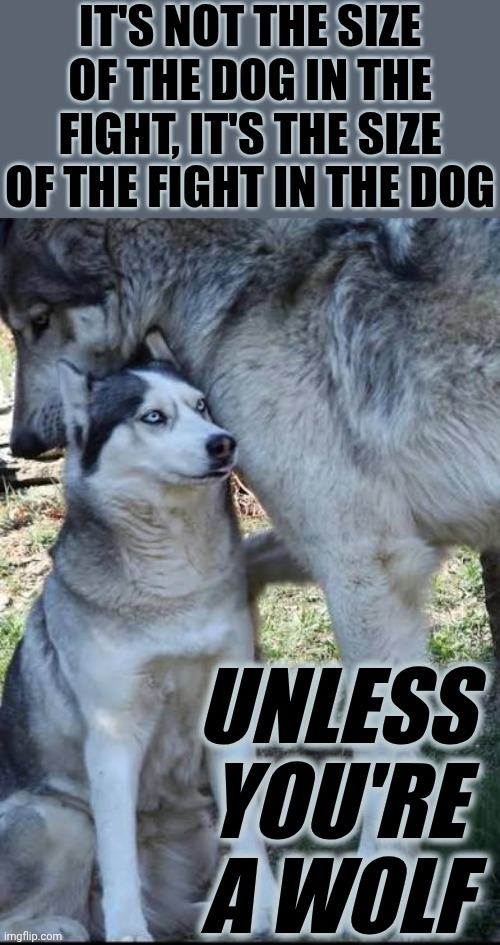 Holy Shite He's Gorgeous! | IT'S NOT THE SIZE OF THE DOG IN THE FIGHT, IT'S THE SIZE OF THE FIGHT IN THE DOG; UNLESS YOU'RE A WOLF | image tagged in memes,husky,wolf,big boy,gorgeous,dog vs wolf | made w/ Imgflip meme maker