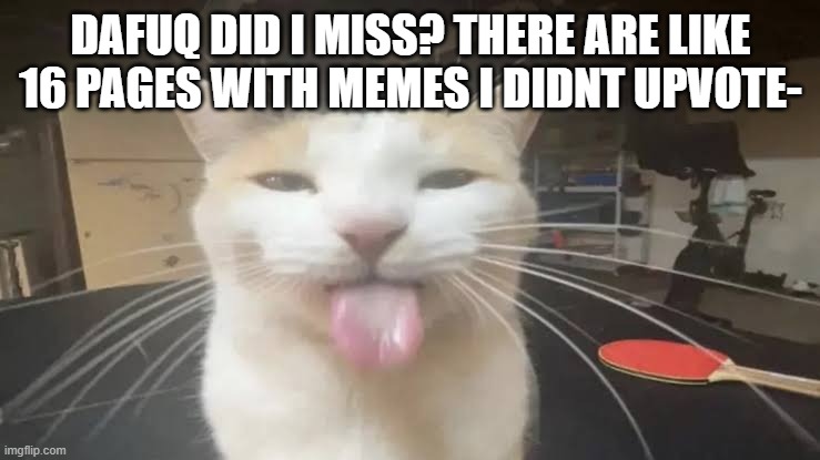 aside from delusional spinel- (NYEH! -Spinel)
(Your friendly cyborg feline is here) | DAFUQ DID I MISS? THERE ARE LIKE 16 PAGES WITH MEMES I DIDNT UPVOTE- | image tagged in milly the silly cat bleh cat | made w/ Imgflip meme maker