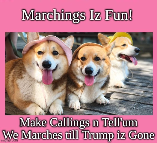 3 Corgies Marchings | Marchings Iz Fun! Make Callings n Tell'um
We Marches till Trump iz Gone | image tagged in corgies marchings | made w/ Imgflip meme maker