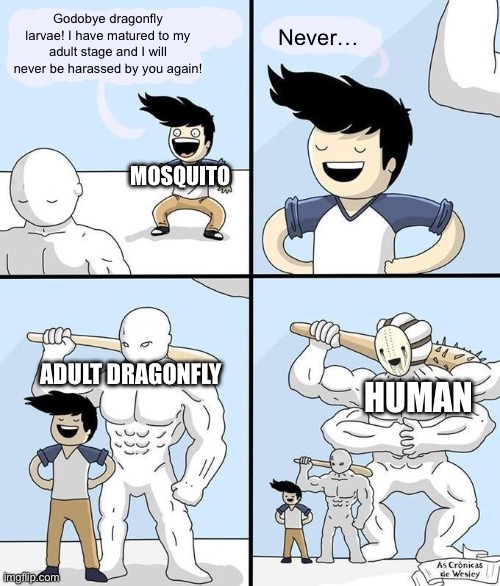Goodbye High School Template | Godobye dragonfly larvae! I have matured to my adult stage and I will never be harassed by you again! Never…; MOSQUITO; HUMAN; ADULT DRAGONFLY | image tagged in goodbye high school template | made w/ Imgflip meme maker
