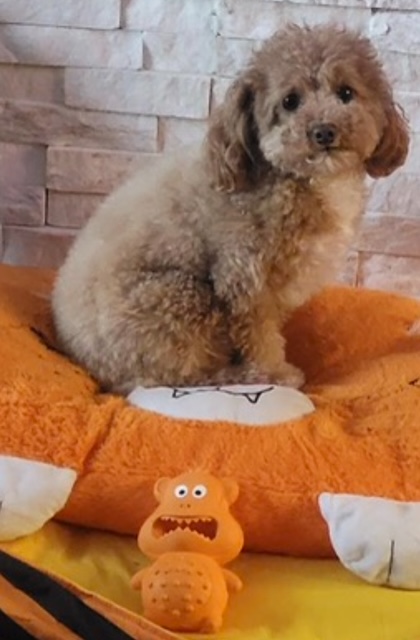 Pet Toys @ pettspy.com Blank Meme Template