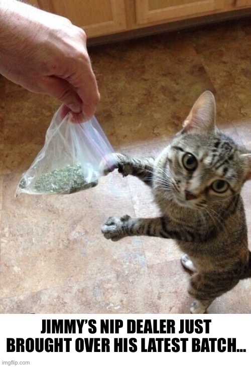 Jimmy’s his best customer… | JIMMY’S NIP DEALER JUST BROUGHT OVER HIS LATEST BATCH… | image tagged in cats,catnip,dealer | made w/ Imgflip meme maker