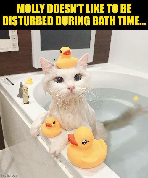 It’s her private time… between naps… | MOLLY DOESN’T LIKE TO BE DISTURBED DURING BATH TIME… | image tagged in cats,bath time,do not disturb | made w/ Imgflip meme maker