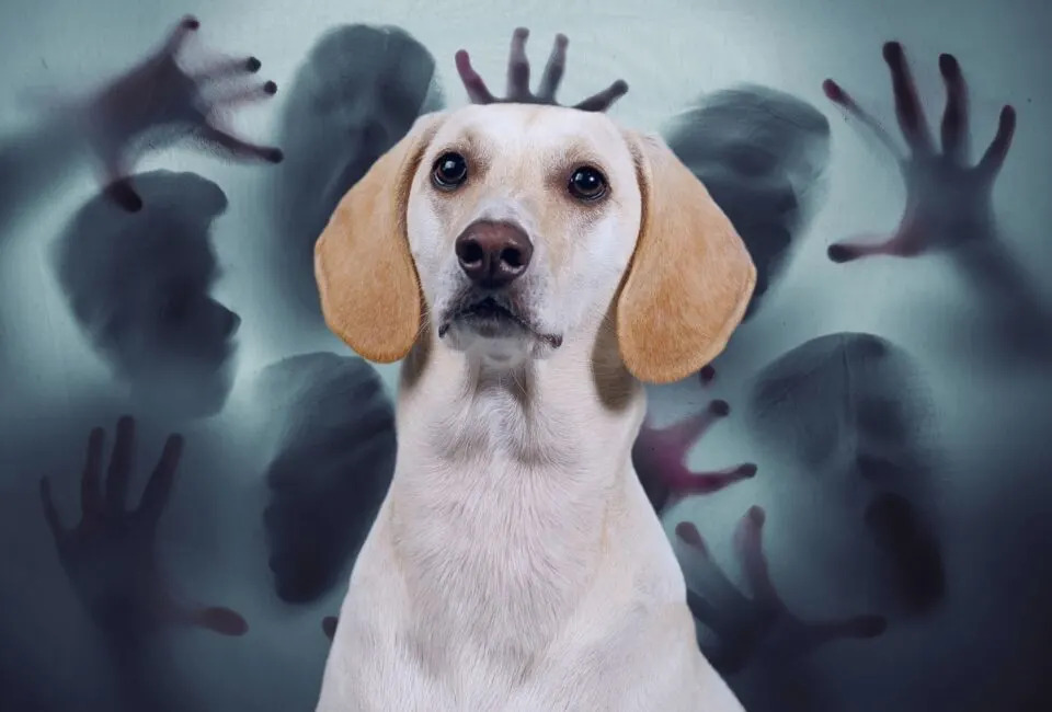 Paranoia dog Blank Meme Template