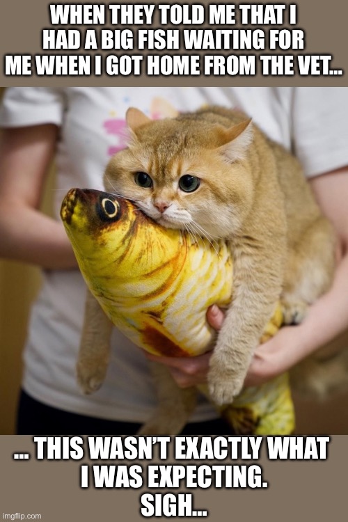 He wound up eating it anyway… | WHEN THEY TOLD ME THAT I HAD A BIG FISH WAITING FOR ME WHEN I GOT HOME FROM THE VET…; … THIS WASN’T EXACTLY WHAT 
I WAS EXPECTING.
SIGH… | image tagged in cats,fish,disappointment | made w/ Imgflip meme maker