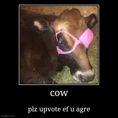cow | plz upvote ef u agre | image tagged in funny,demotivationals,cow | made w/ Imgflip demotivational maker