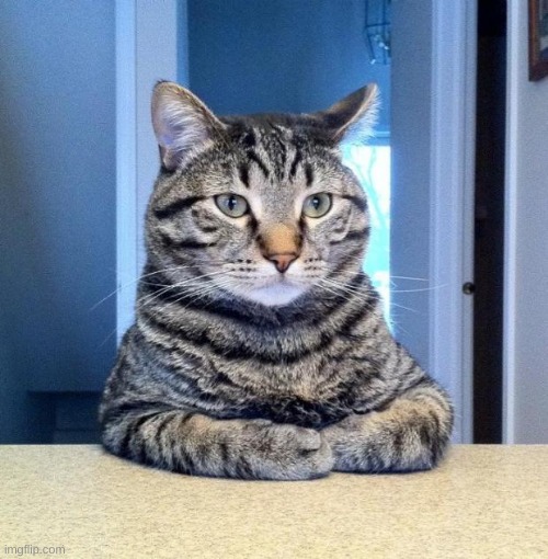 image tagged in serious cat | made w/ Imgflip meme maker