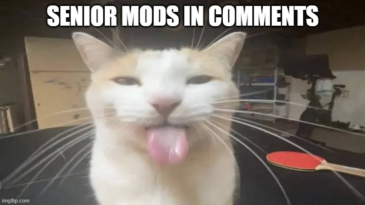 Milly the silly cat Bleh Cat | SENIOR MODS IN COMMENTS | image tagged in milly the silly cat bleh cat | made w/ Imgflip meme maker
