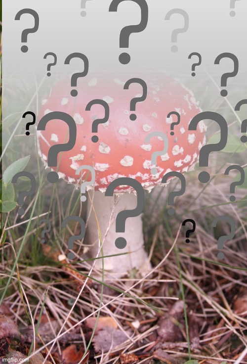 Mushroom | image tagged in mushroom | made w/ Imgflip meme maker