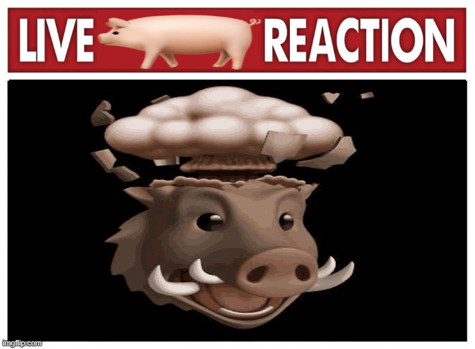 pig | image tagged in pig | made w/ Imgflip meme maker