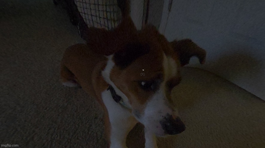 Dog | made w/ Imgflip meme maker