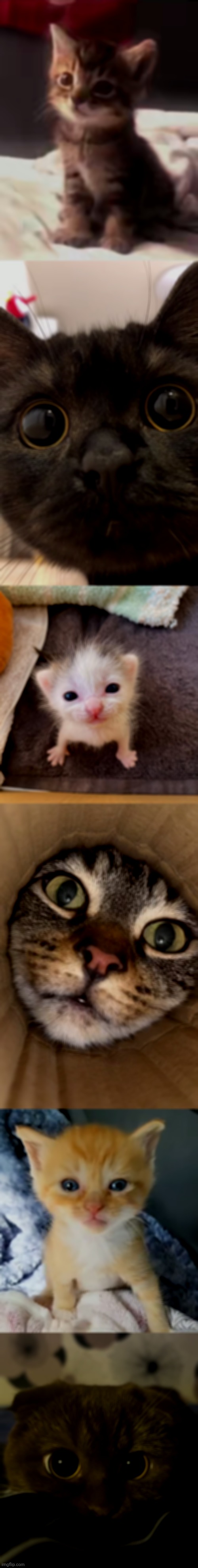 Take a moment looking at these creatures... Because u r not ready for reality | made w/ Imgflip meme maker