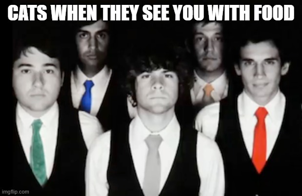 Tally hall staring into your soul | CATS WHEN THEY SEE YOU WITH FOOD | image tagged in tally hall staring into your soul | made w/ Imgflip meme maker