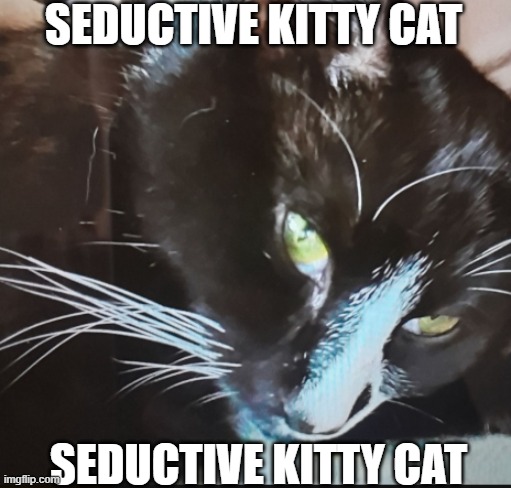SEDUCTIVE KITTY CAT; SEDUCTIVE KITTY CAT | made w/ Imgflip meme maker