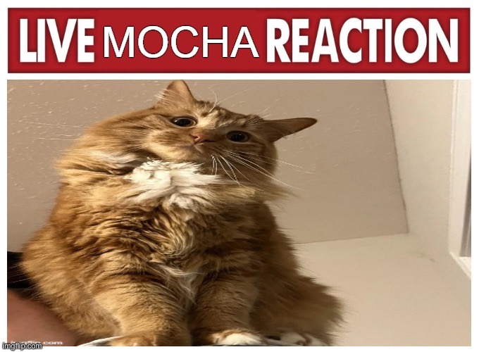 image tagged in live mocha reaction | made w/ Imgflip meme maker