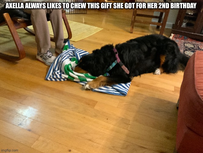 Dog Chewing | AXELLA ALWAYS LIKES TO CHEW THIS GIFT SHE GOT FOR HER 2ND BIRTHDAY | image tagged in dogs | made w/ Imgflip meme maker