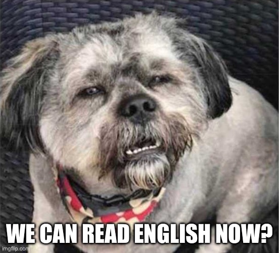 confused dog | WE CAN READ ENGLISH NOW? | image tagged in confused dog | made w/ Imgflip meme maker