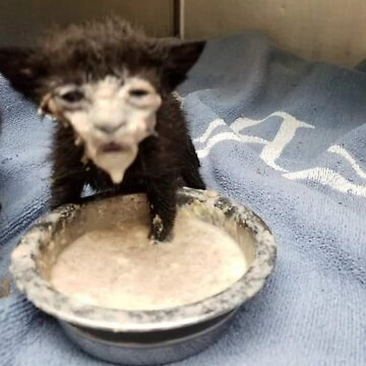 Pie :3 Blank Meme Template
