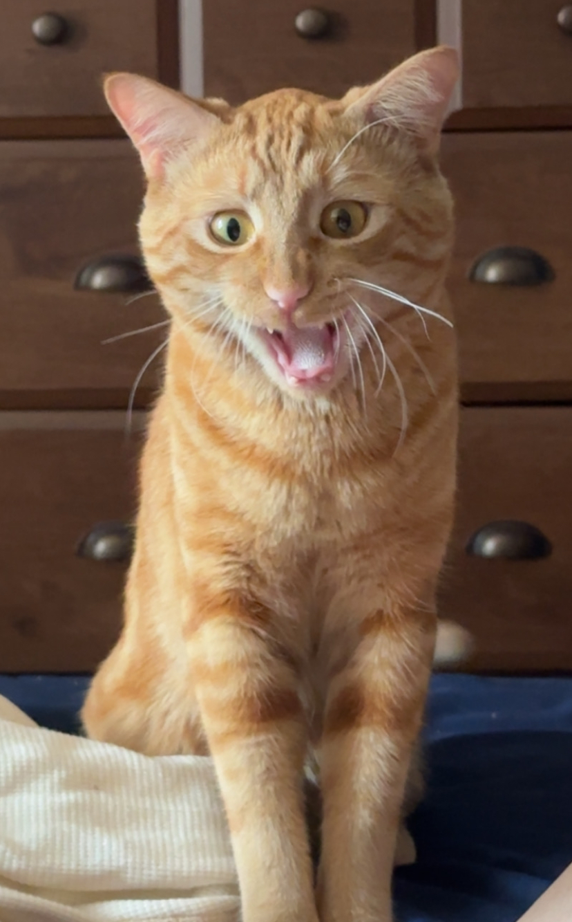 Arguing orange cat Blank Meme Template