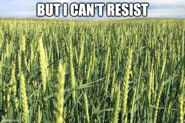 Barley Plant Picture | BUT I CAN'T RESIST | image tagged in barley plant picture | made w/ Imgflip meme maker