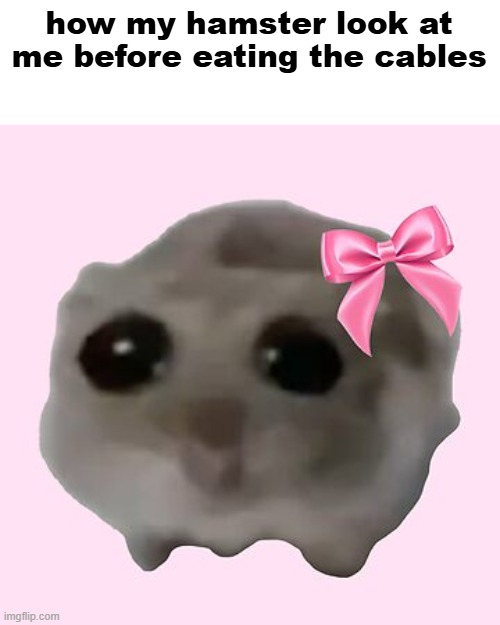 dumbass | how my hamster look at me before eating the cables | image tagged in sad hamster with bow girl | made w/ Imgflip meme maker