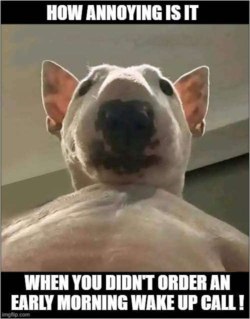 I Think He Wants You To Get Up ! | HOW ANNOYING IS IT; WHEN YOU DIDN'T ORDER AN EARLY MORNING WAKE UP CALL ! | image tagged in dogs,english bull terrier,wake up | made w/ Imgflip meme maker