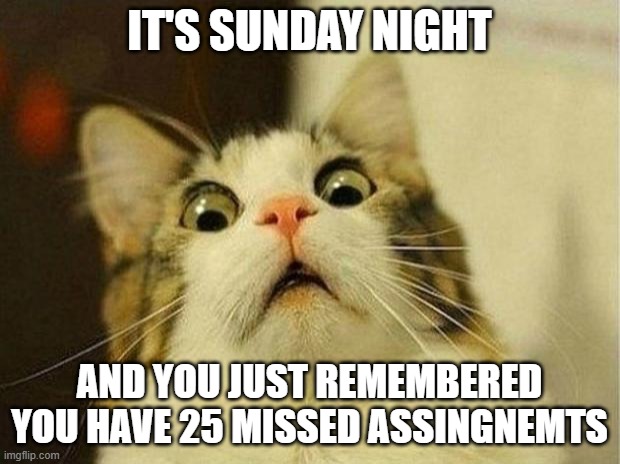 Scared Cat | IT'S SUNDAY NIGHT; AND YOU JUST REMEMBERED YOU HAVE 25 MISSED ASSINGNEMTS | image tagged in memes,scared cat | made w/ Imgflip meme maker