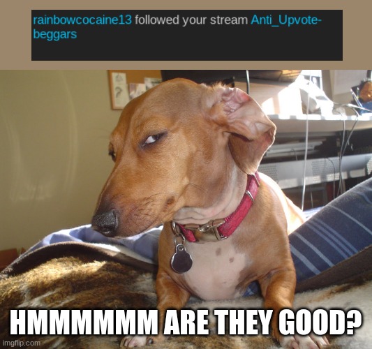 hmm | HMMMMMM ARE THEY GOOD? | image tagged in suspicious dog | made w/ Imgflip meme maker