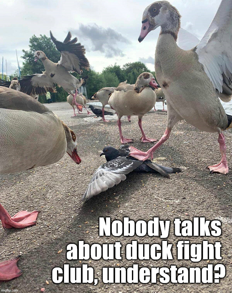 Got him pinned down | Nobody talks 
about duck fight 
club, understand? | image tagged in ducks | made w/ Imgflip meme maker
