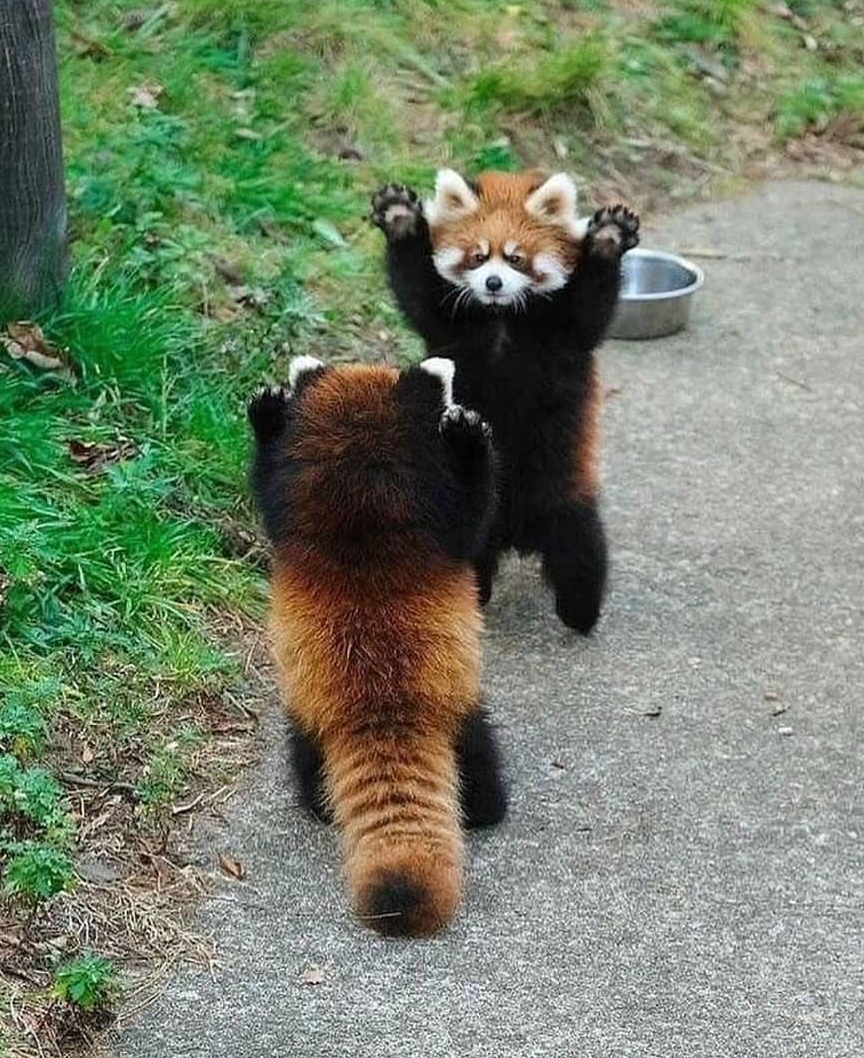 Red Panda Meeting Blank Meme Template