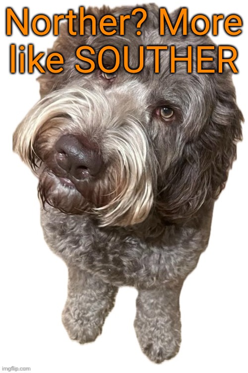 Norther's dog | Norther? More like SOUTHER | image tagged in norther's dog | made w/ Imgflip meme maker