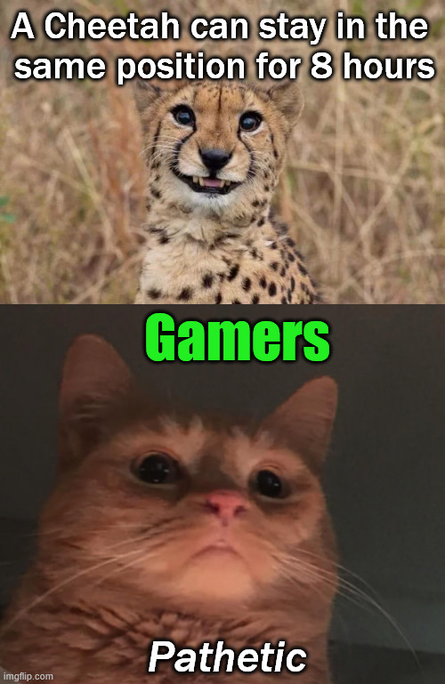 Expert at not moving | A Cheetah can stay in the 
same position for 8 hours; Gamers; Pathetic | image tagged in smiling cheetah,cat looking down,gamers | made w/ Imgflip meme maker