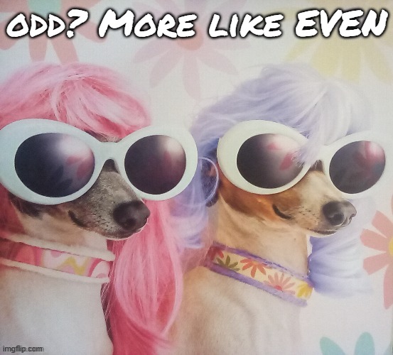 Groovy dawgs | odd? More like EVEN | image tagged in groovy dawgs | made w/ Imgflip meme maker