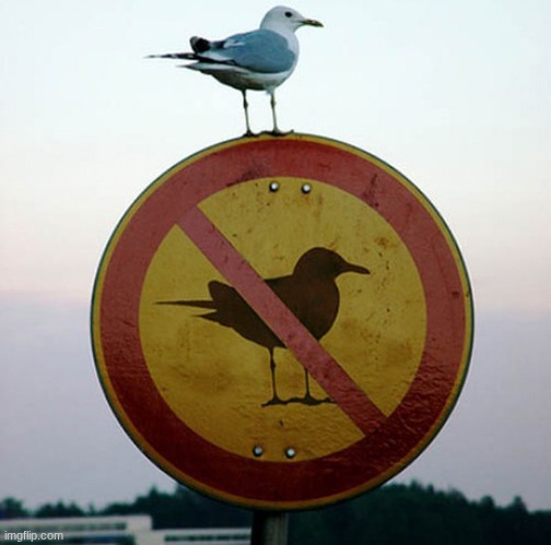 Bird on no bird sign | image tagged in bird on no bird sign | made w/ Imgflip meme maker