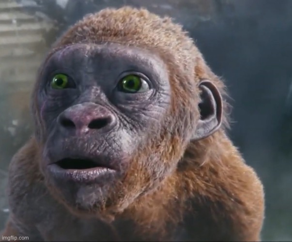 monkey | image tagged in funny suko | made w/ Imgflip meme maker