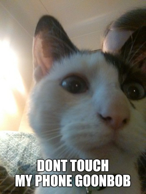 put this as your lock screen | DONT TOUCH MY PHONE GOONBOB | image tagged in memes,funny memes | made w/ Imgflip meme maker