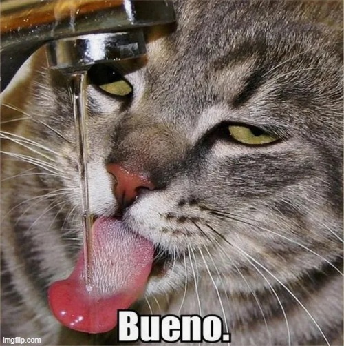 Cat bueno water | image tagged in cat bueno water | made w/ Imgflip meme maker