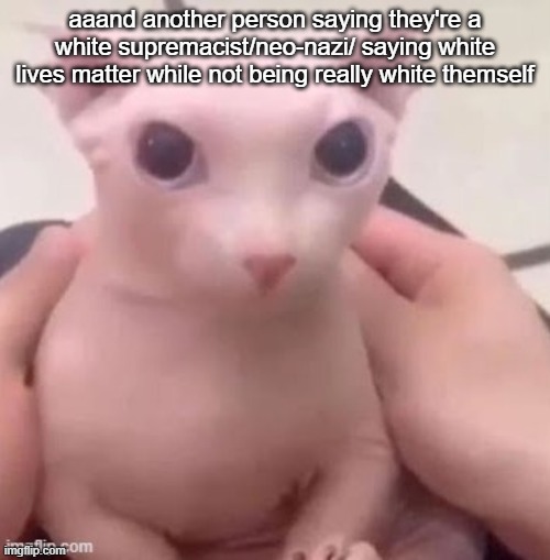bingus | aaand another person saying they're a white supremacist/neo-nazi/ saying white lives matter while not being really white themself | image tagged in bingus | made w/ Imgflip meme maker