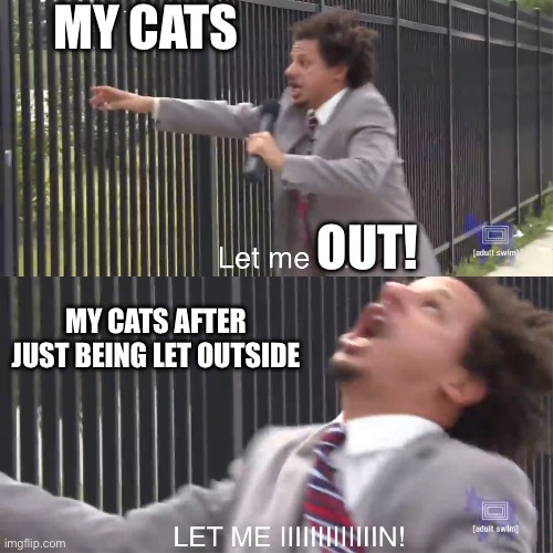 let me in | MY CATS; OUT! MY CATS AFTER JUST BEING LET OUTSIDE | image tagged in let me in,cats,let me out | made w/ Imgflip meme maker