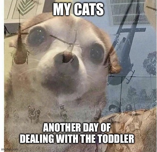 PTSD Chihuahua | MY CATS; ANOTHER DAY OF DEALING WITH THE TODDLER | image tagged in ptsd chihuahua,cats,toddler,ptsd | made w/ Imgflip meme maker