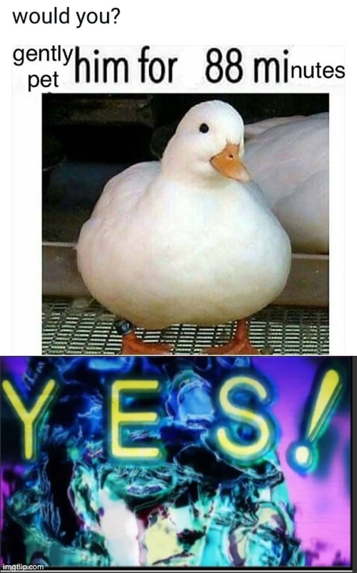 Say no more! | image tagged in yes jojo,duck | made w/ Imgflip meme maker