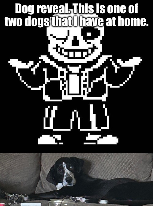 heheh. | Dog reveal. This is one of two dogs that I have at home. | image tagged in sans undertale | made w/ Imgflip meme maker