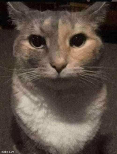 cat dead stare | image tagged in cat dead stare | made w/ Imgflip meme maker