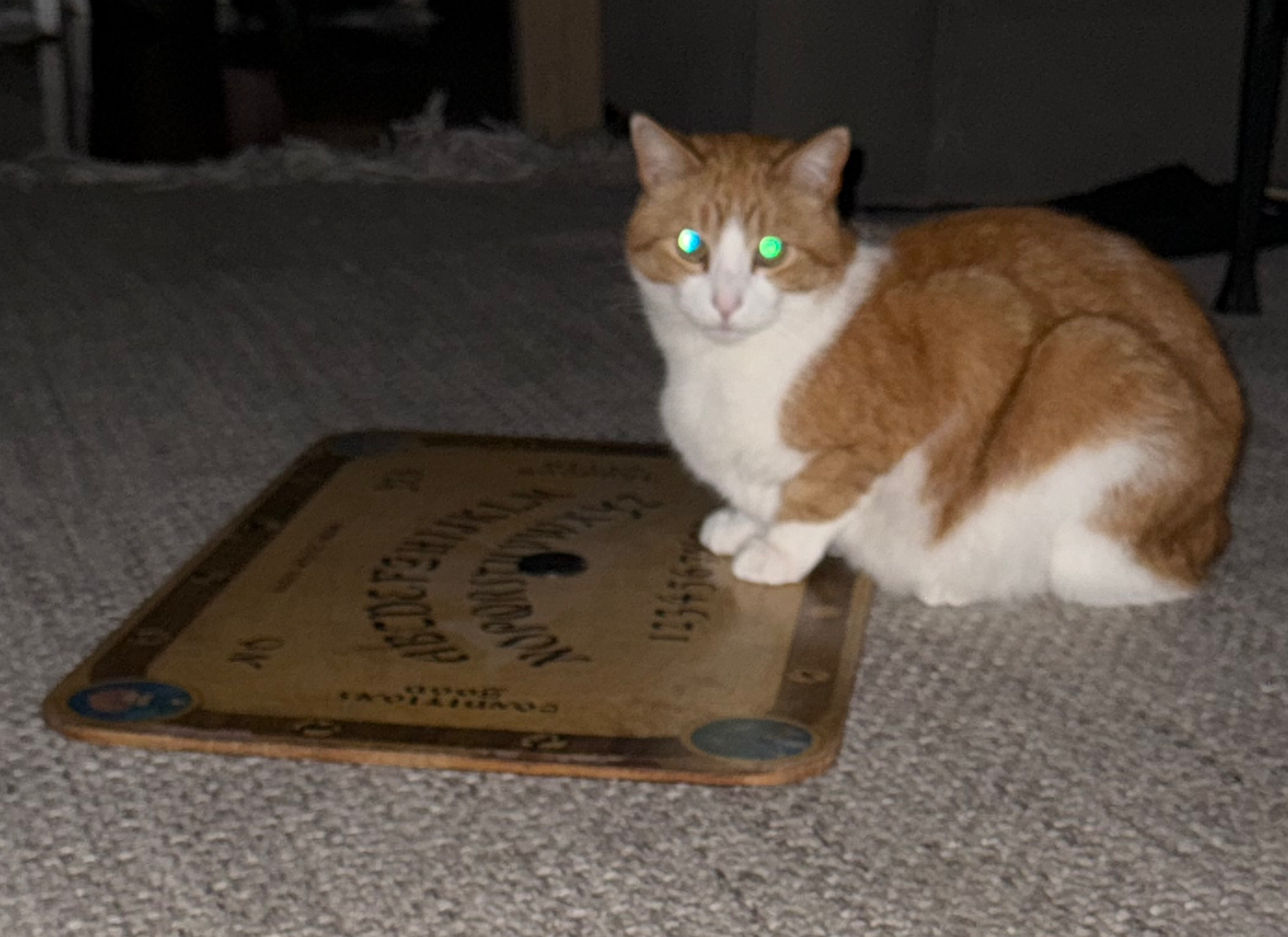 High Quality Ouija cat Blank Meme Template