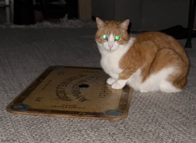 Ouija cat | image tagged in ouija cat,cat,cats,cute cat,funny cats,oh no cat | made w/ Imgflip meme maker
