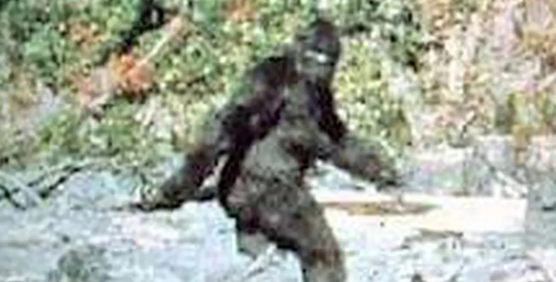 LIKE A SASQUATCH Blank Meme Template