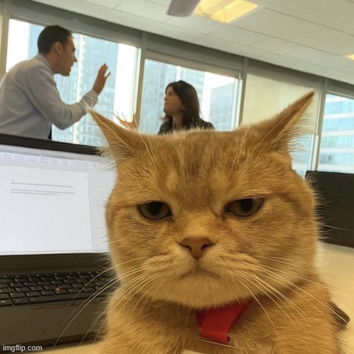 MI DIA | image tagged in gato,day,cat,mood | made w/ Imgflip meme maker