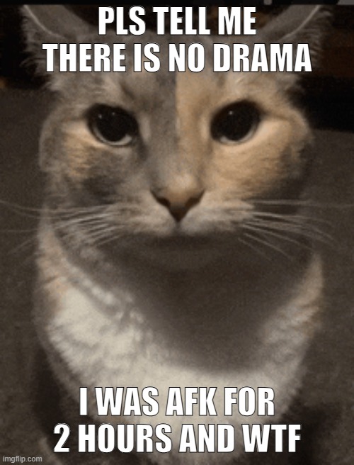 cat dead stare | PLS TELL ME THERE IS NO DRAMA; I WAS AFK FOR 2 HOURS AND WTF | image tagged in cat dead stare,sans of topic | made w/ Imgflip meme maker