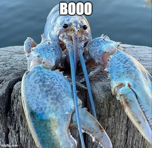 The Blue Lobster | BOOO | image tagged in the blue lobster | made w/ Imgflip meme maker